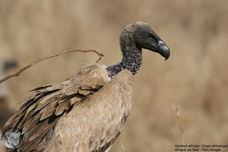 White-backed Vulture