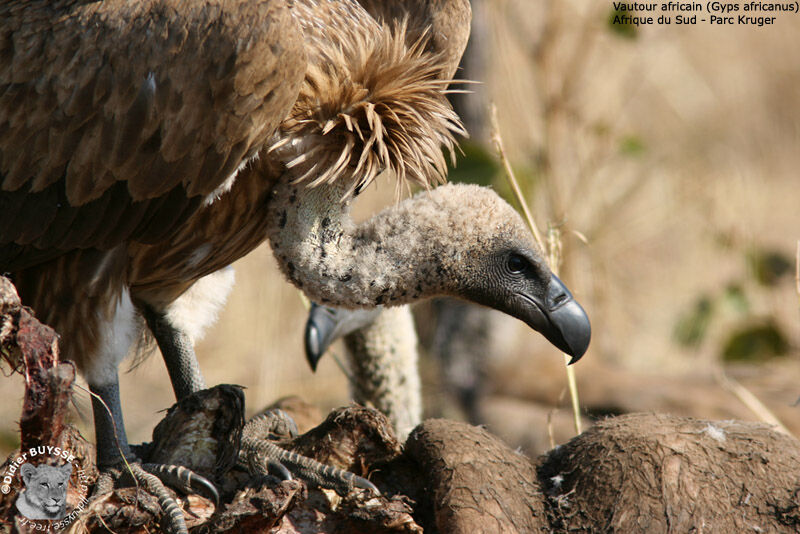 White-backed Vulture