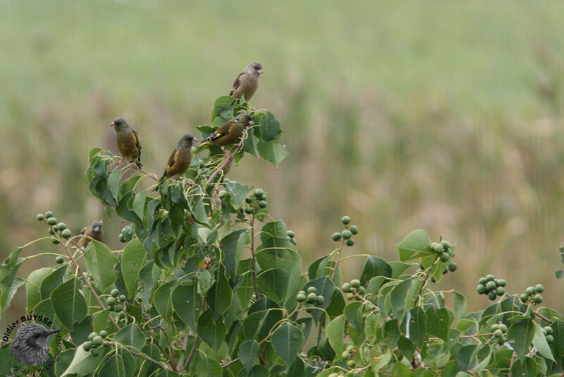 Oriental Greenfinch