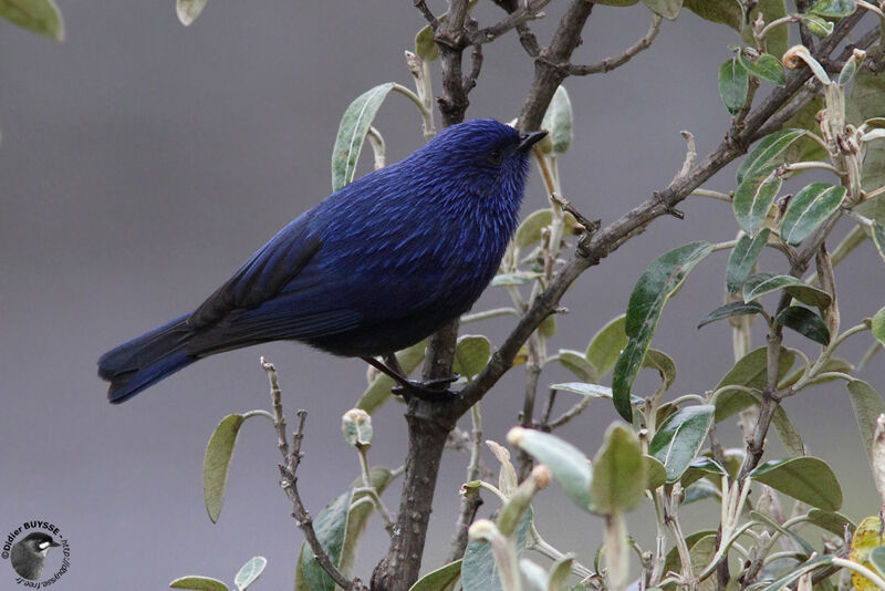 Xénodacnis de Peters mâle adulte, identification