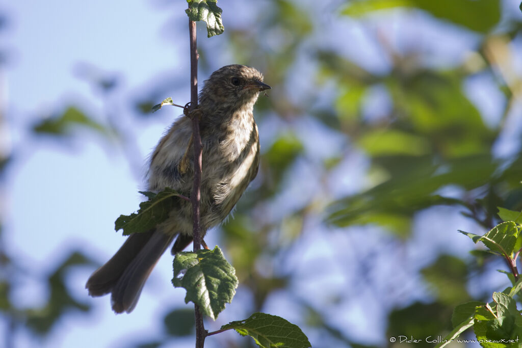 Dunnockjuvenile