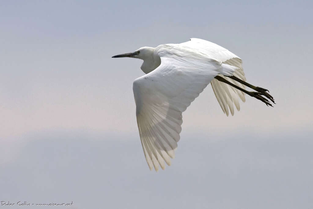 Little Egretadult, Flight