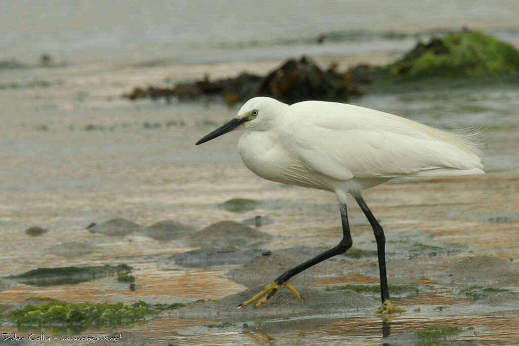 Aigrette garzetteadulte, marche