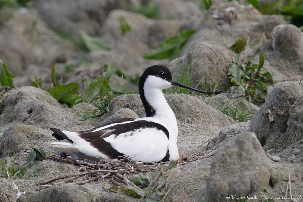 Avocette éléganteadulte nuptial, identification, Nidification