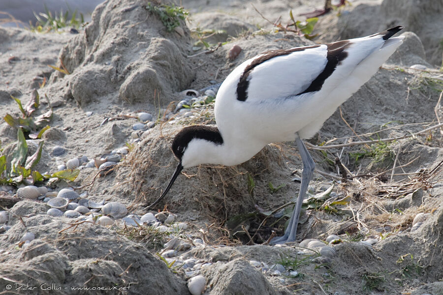 Avocette élégante, Nidification