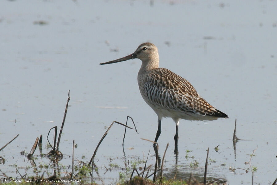 Bar-tailed Godwit