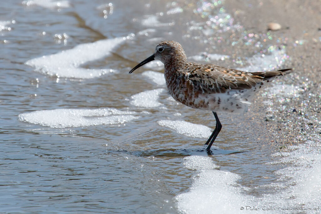 Bécasseau cocorliadulte transition, identification