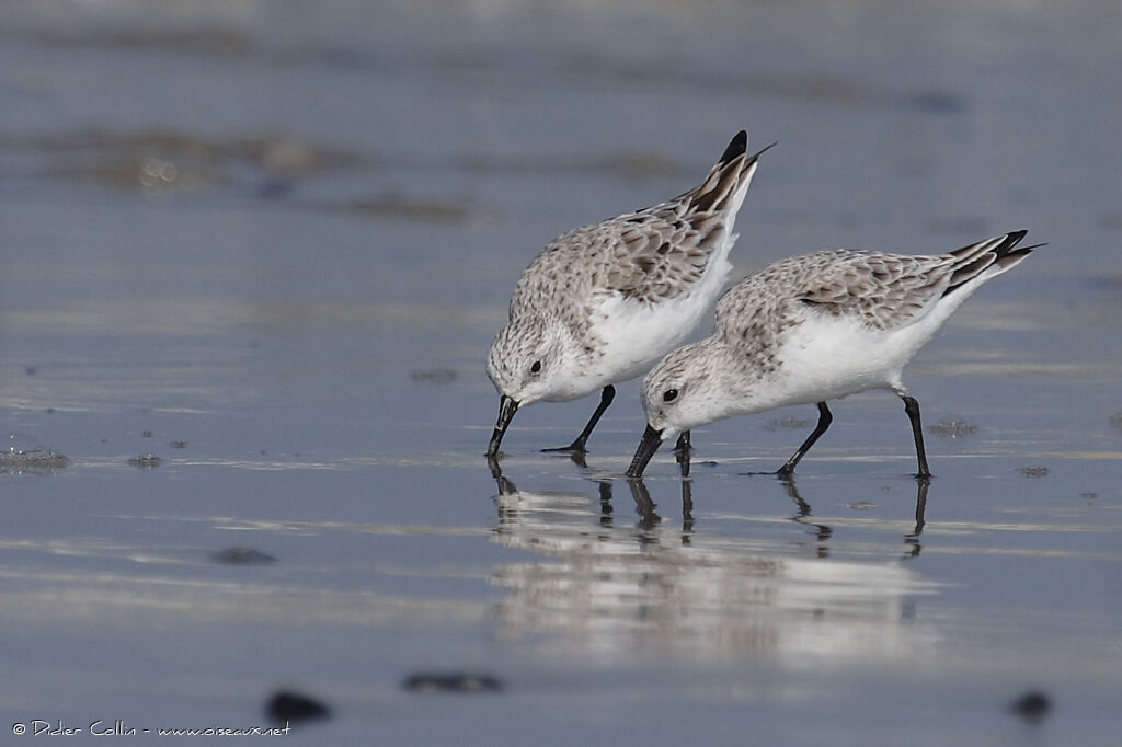 Sanderling, eats