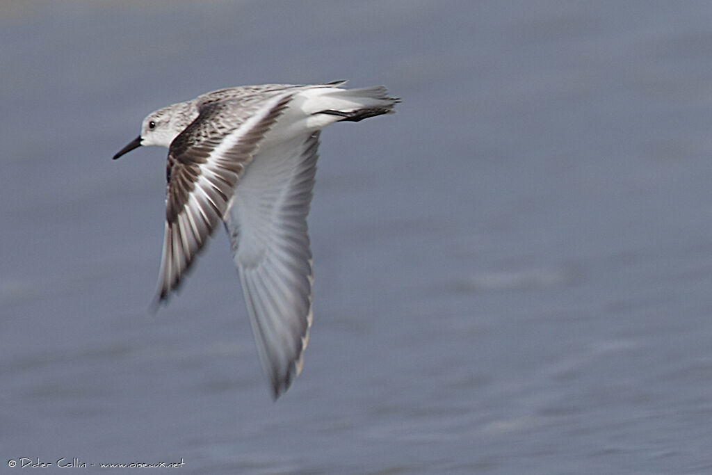 Sanderling, Flight