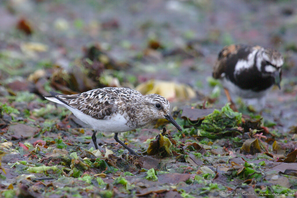 Bécasseau sanderlingadulte nuptial, identification