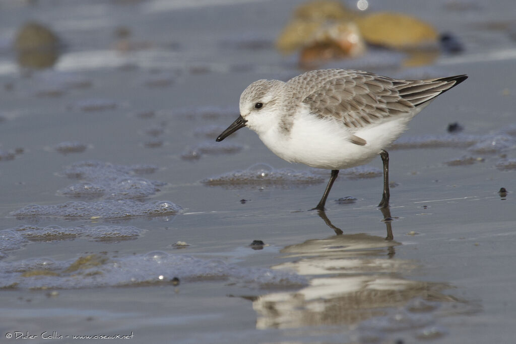 Sanderlingadult, identification