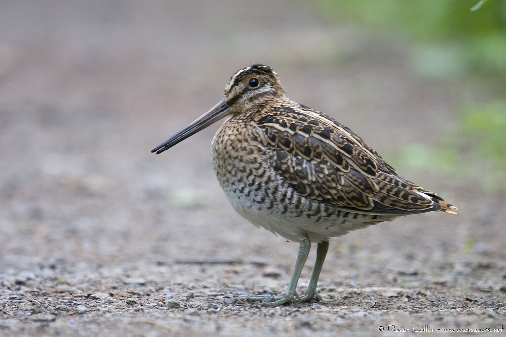 Common Snipe, identification