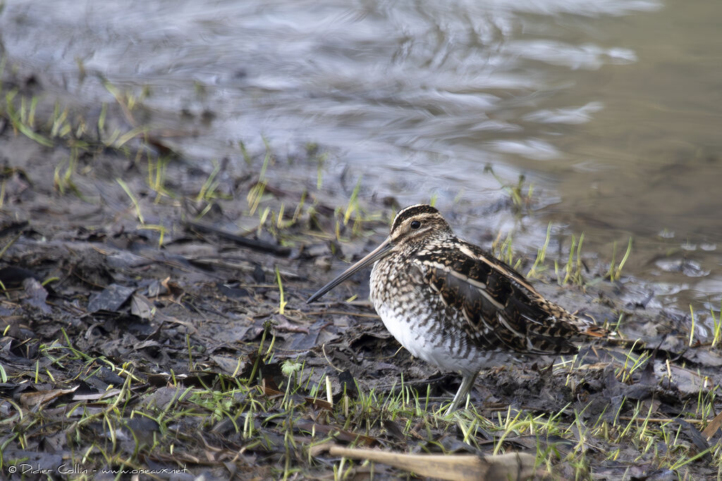 Common Snipeadult, identification