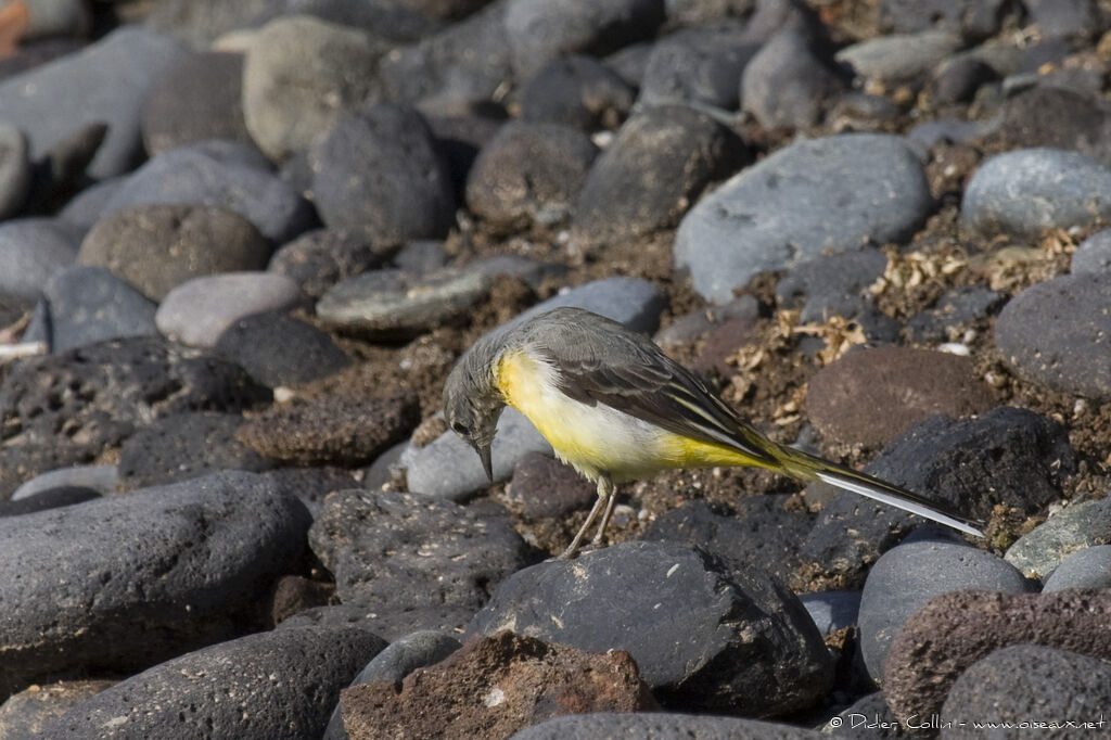 Bergeronnette des ruisseauxadulte, identification