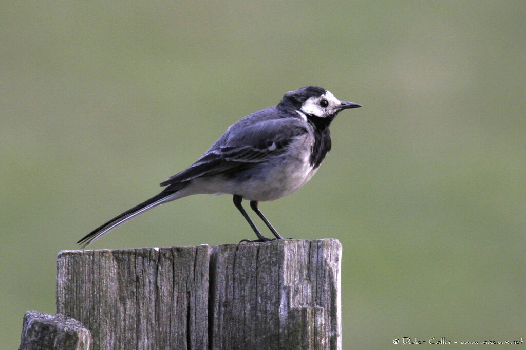 Bergeronnette grise, identification