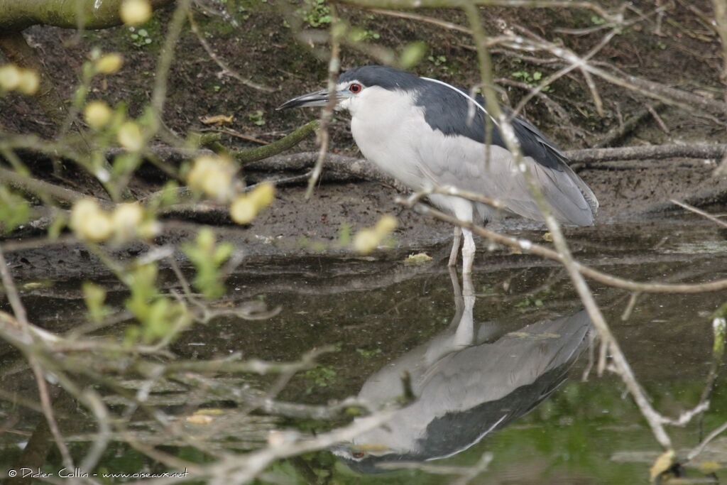 Black-crowned Night Heron