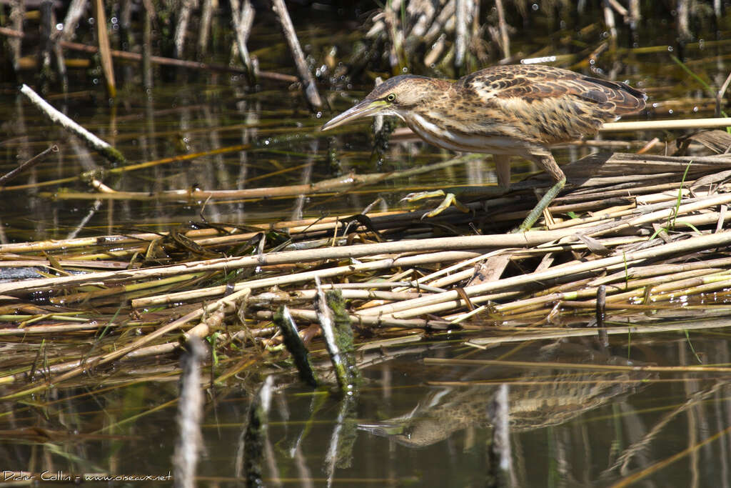 Blongios nain femelle juvénile, habitat, camouflage, pêche/chasse