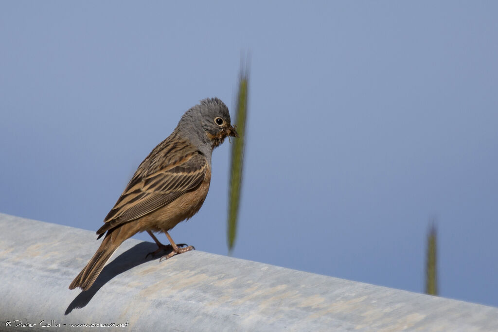 Cretzschmar's Bunting male adult