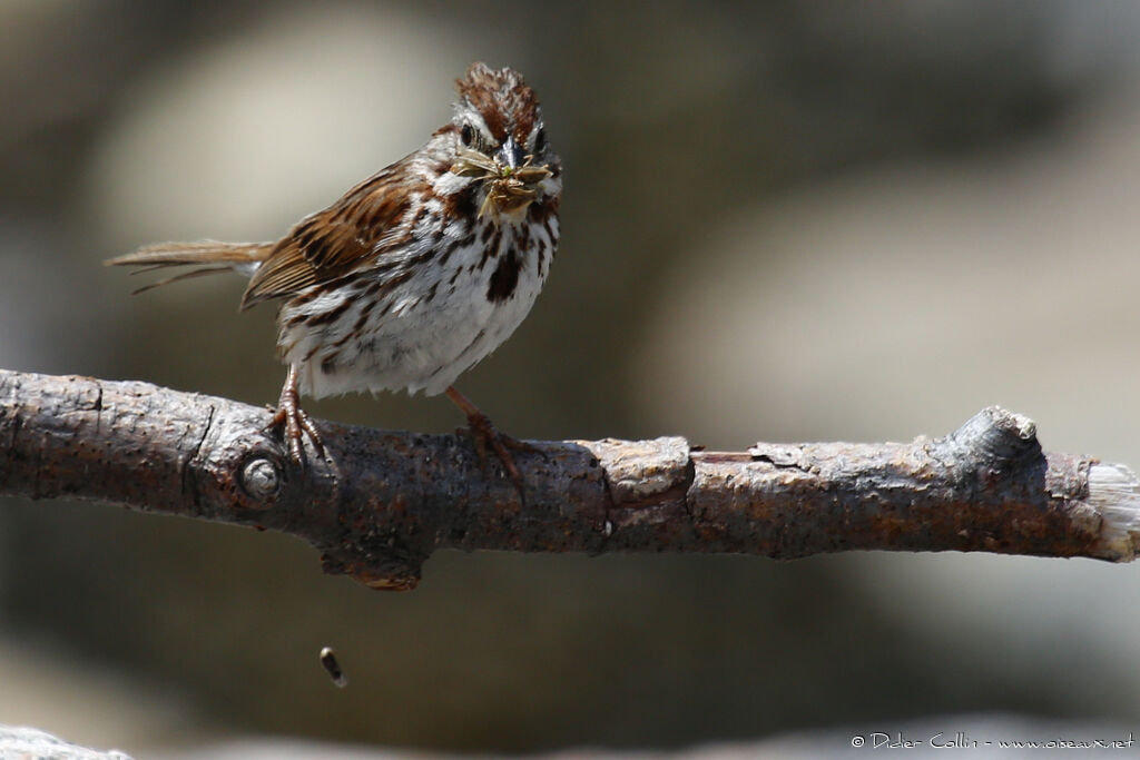Bruant chanteuradulte, identification, régime