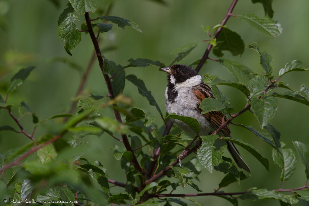 Bruant des roseaux mâle adulte nuptial, identification