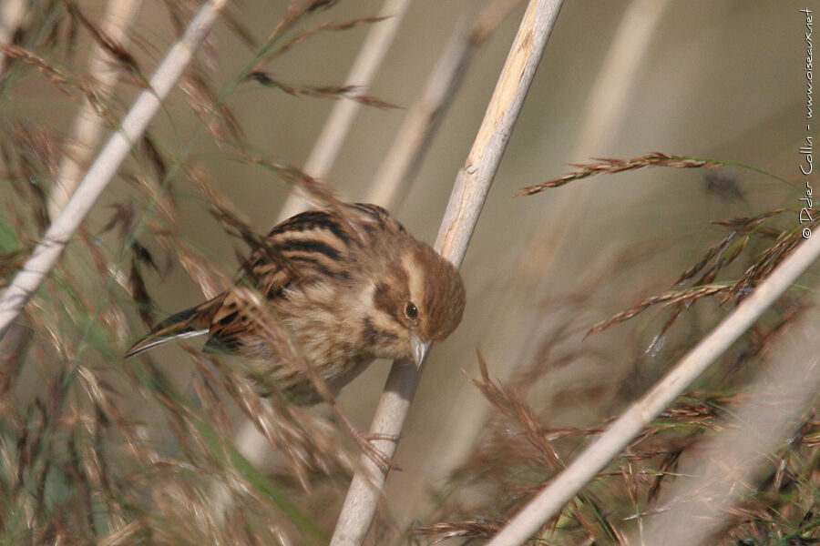 Common Reed Bunting