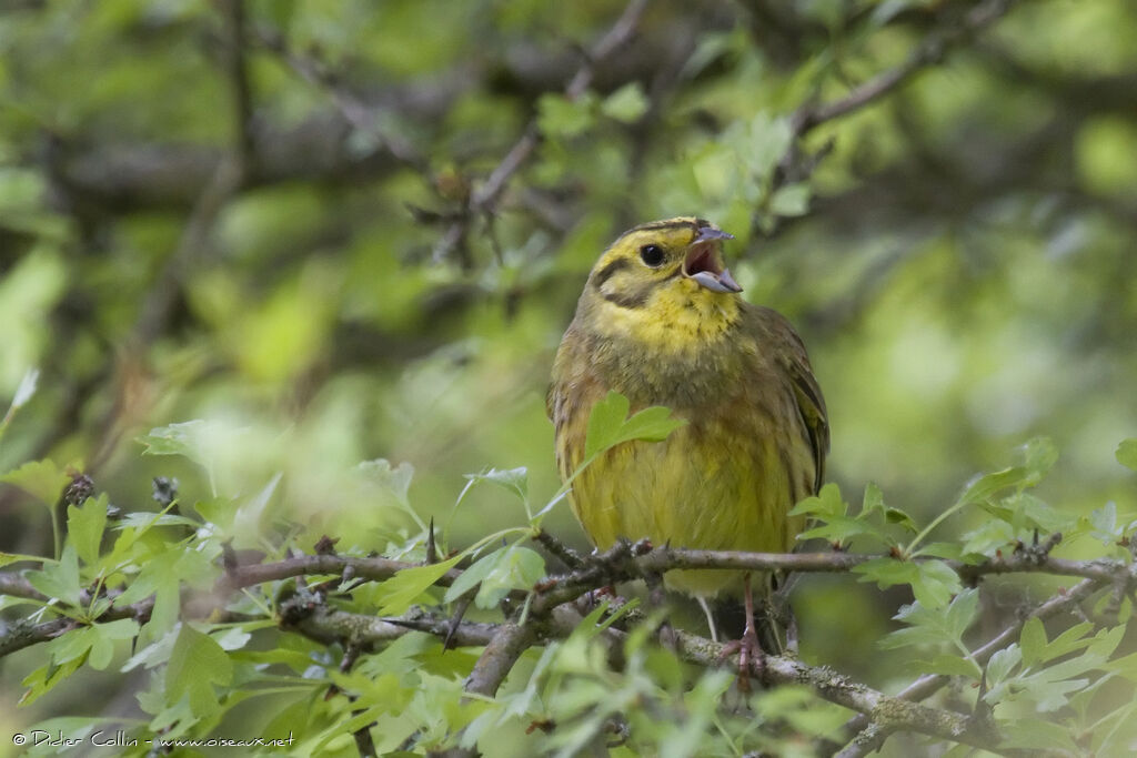 Bruant jaune mâle adulte, chant
