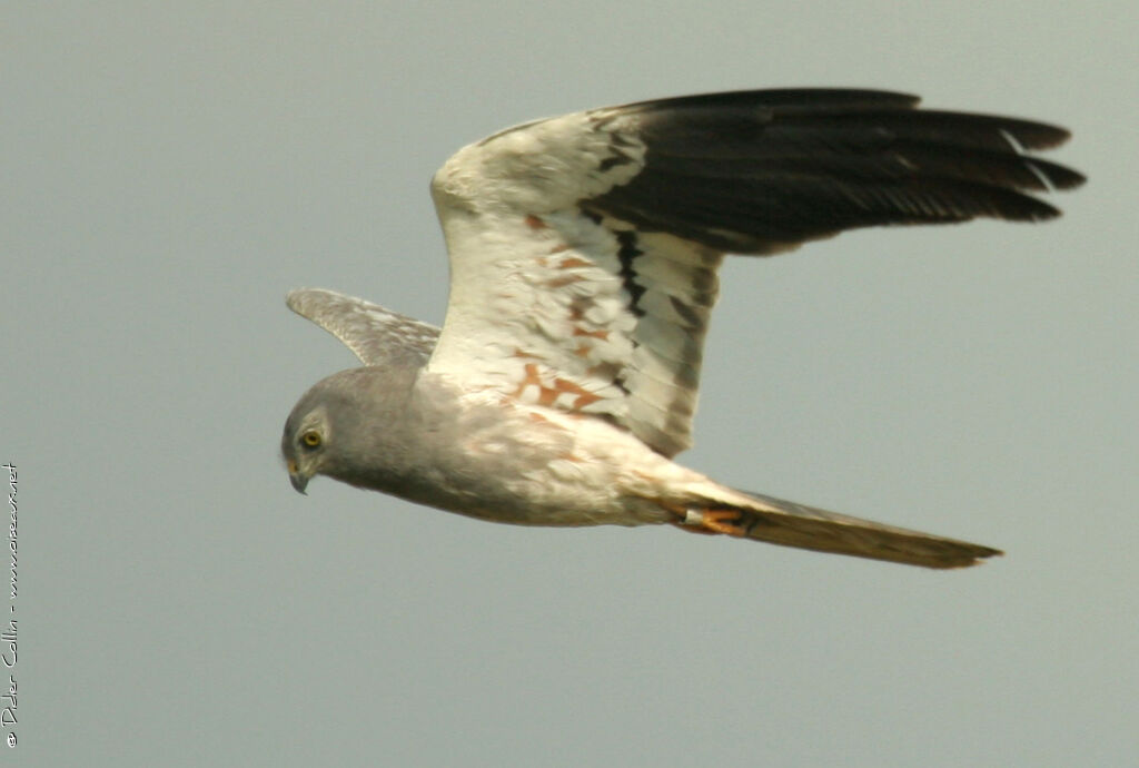 Montagu's Harrier male