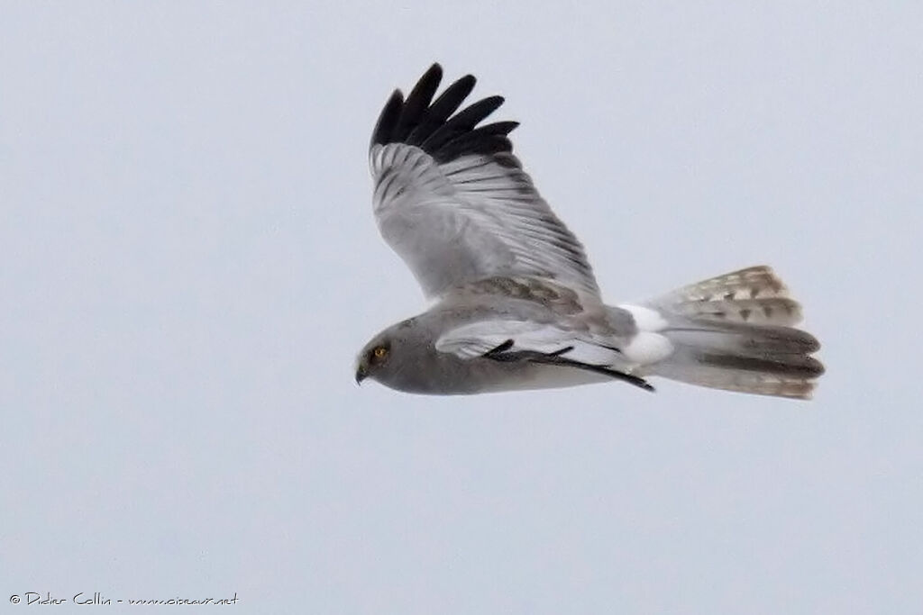 Hen Harrier