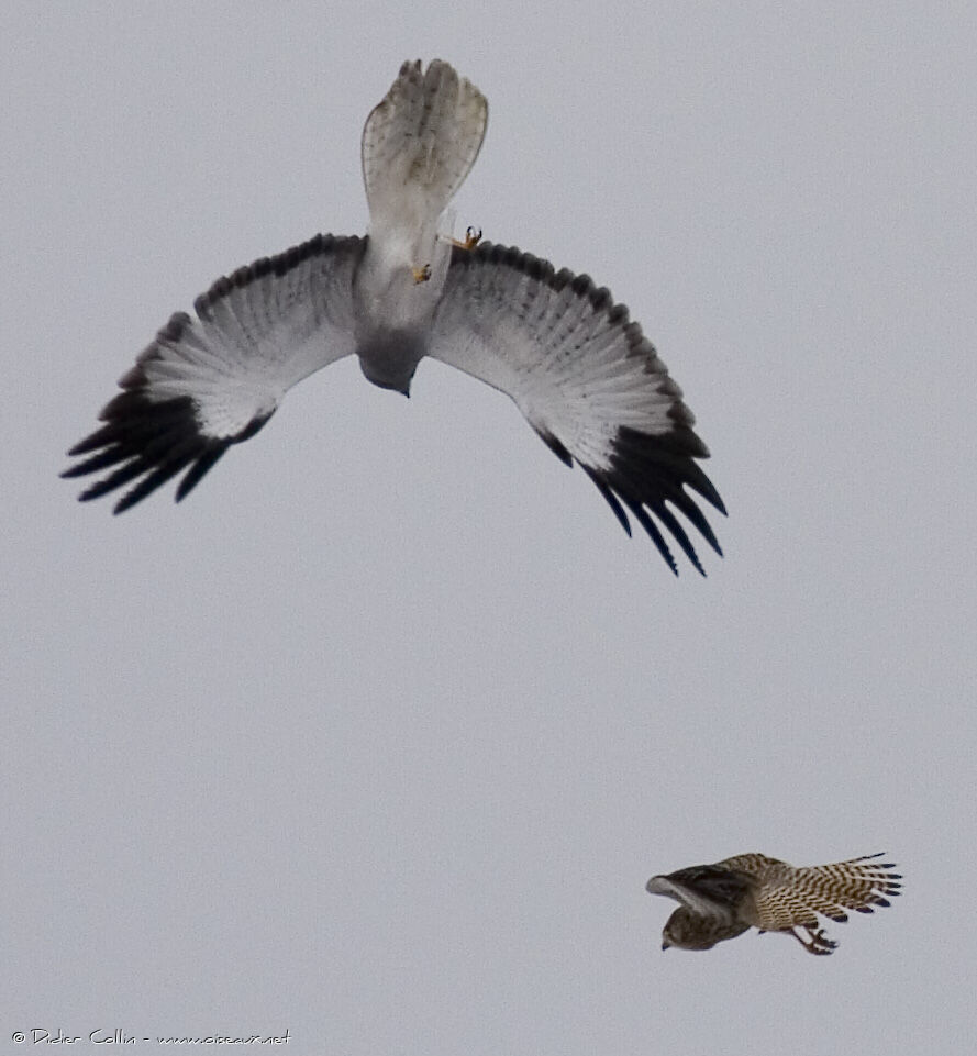Hen Harrier male adult