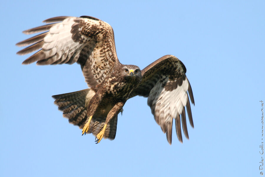 Buse variable, identification