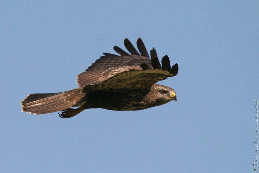 Buse variable