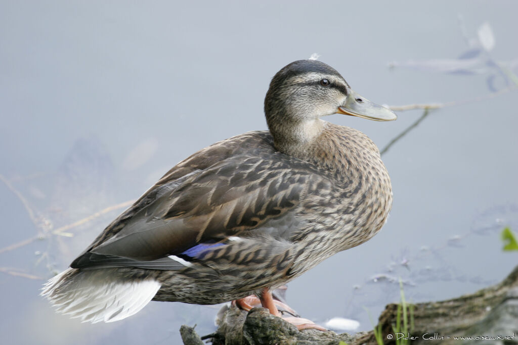 Canard colvert , identification