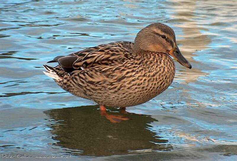 Canard colvert femelle adulte, identification