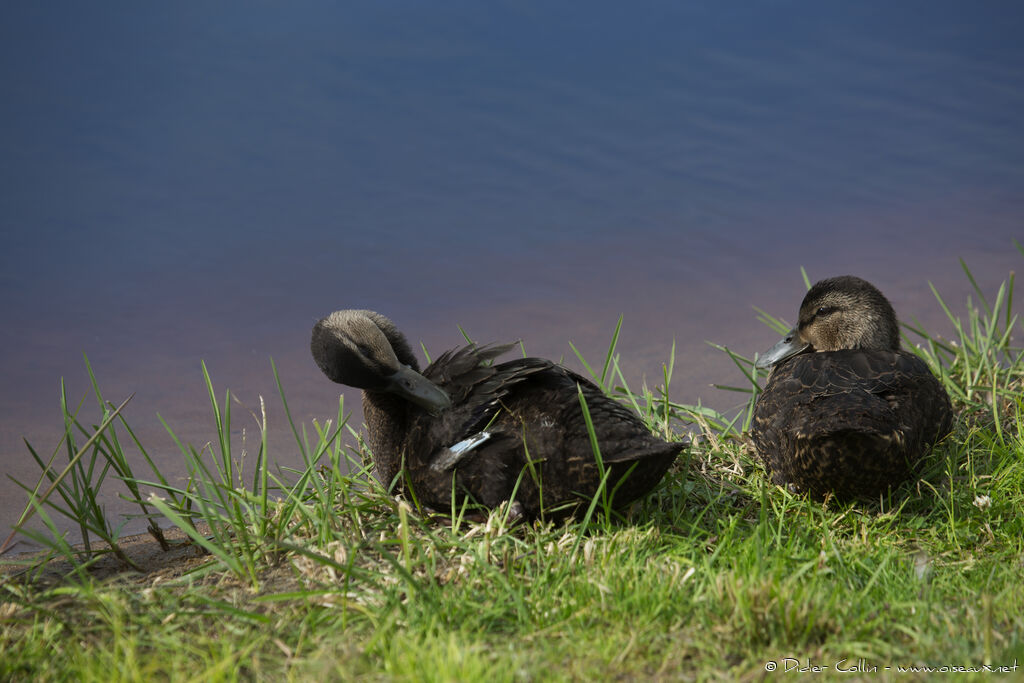Canard noirjuvénile, identification