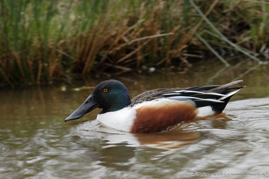 Canard souchet, identification