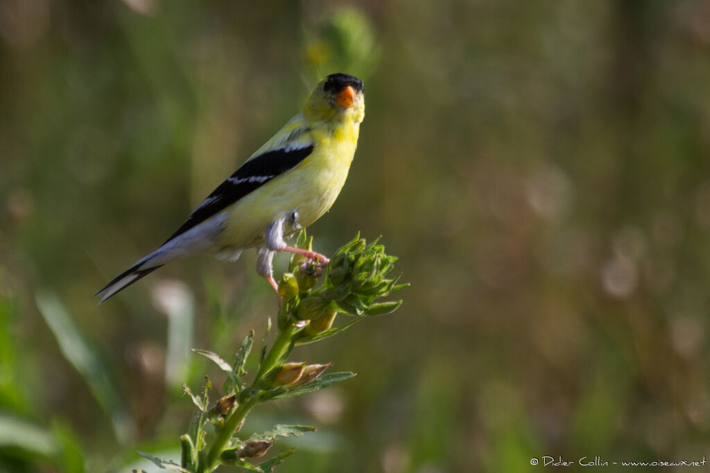 Chardonneret jauneadulte, identification