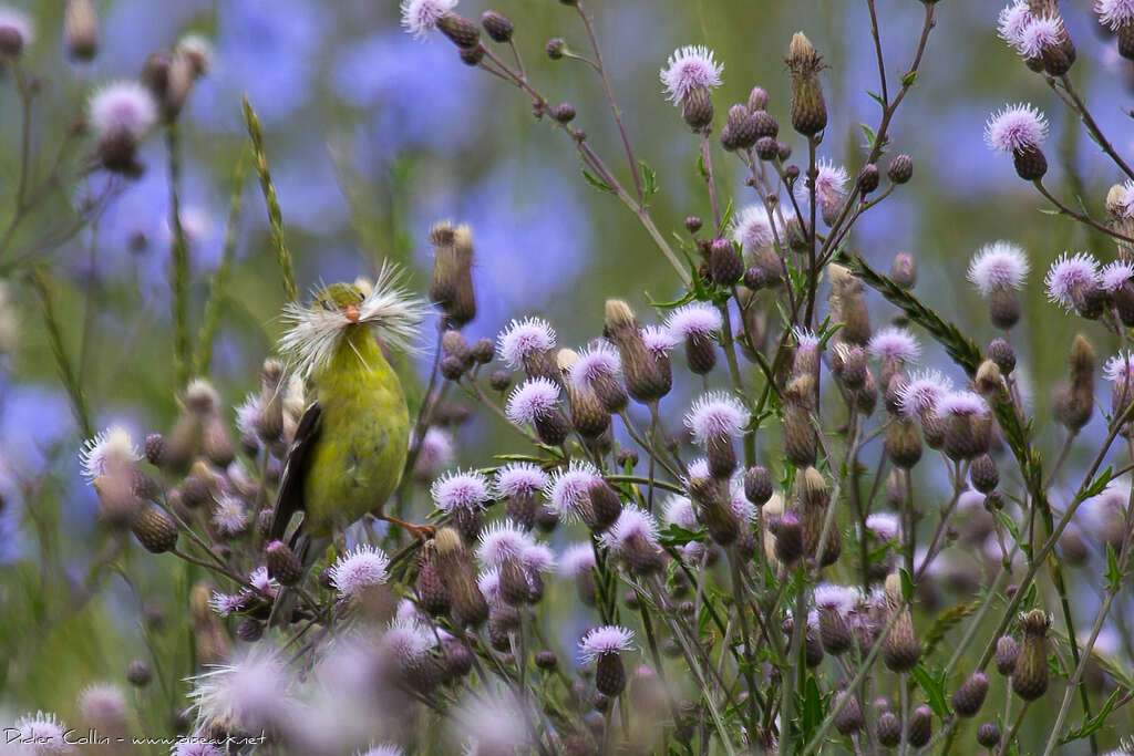 American Goldfinch female adult, Reproduction-nesting, Behaviour