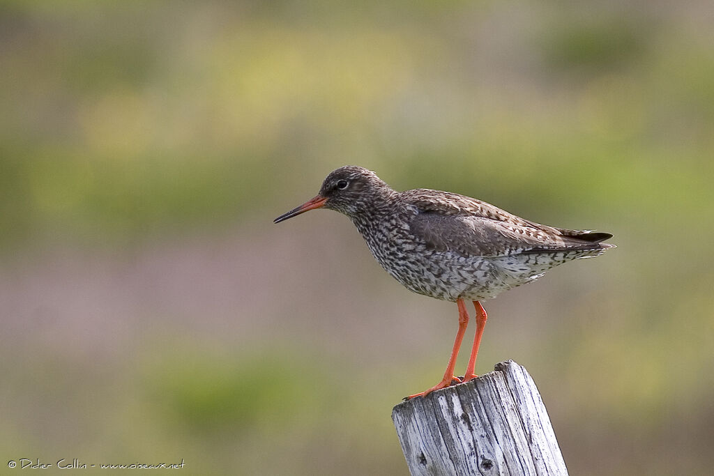 Common Redshank (robusta)