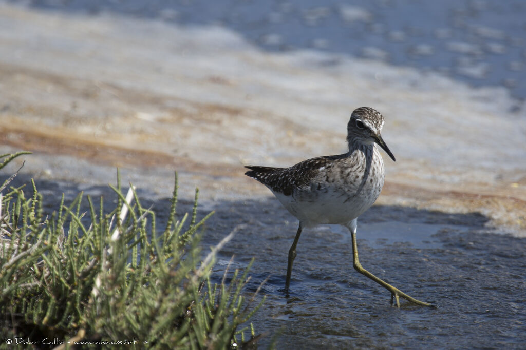 Wood Sandpiperadult