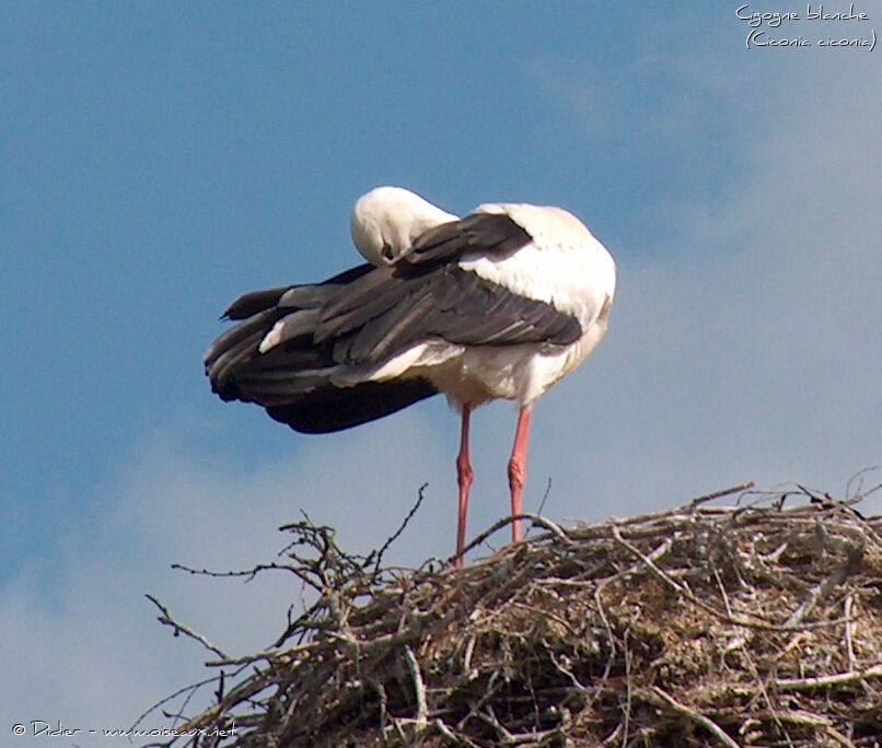 White Stork