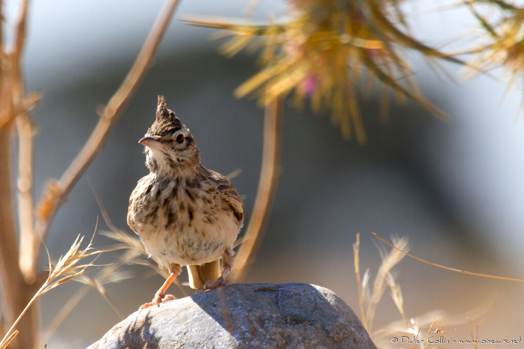 Cochevis huppéadulte, identification