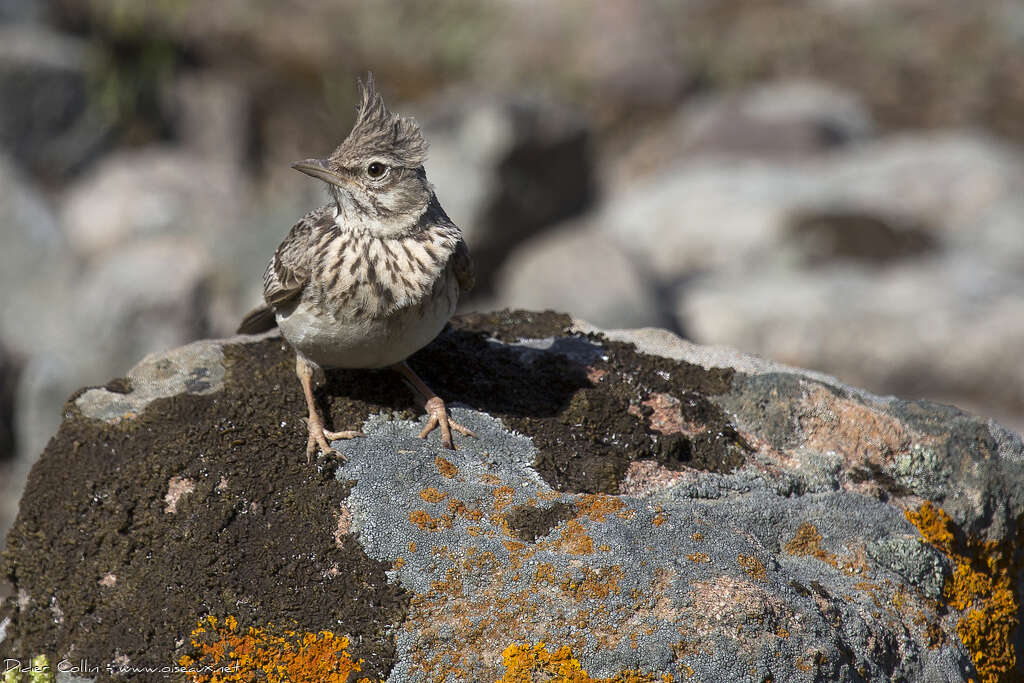 Cochevis huppéadulte, portrait