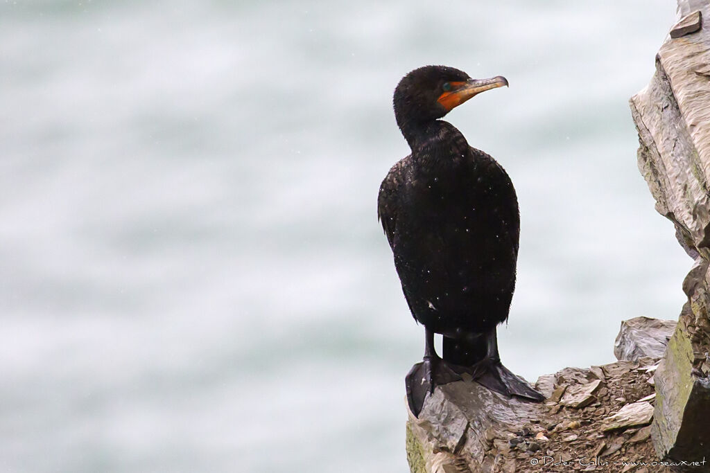 Double-crested Cormorantadult, identification
