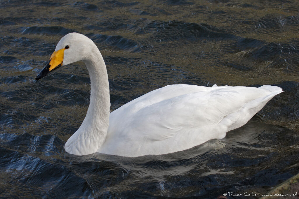 Cygne chanteuradulte
