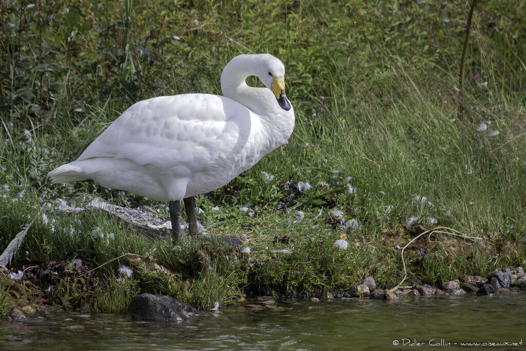 Whooper Swanadult