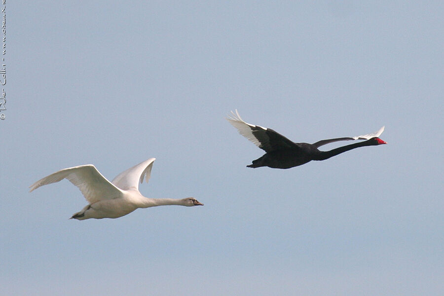 Cygne noir