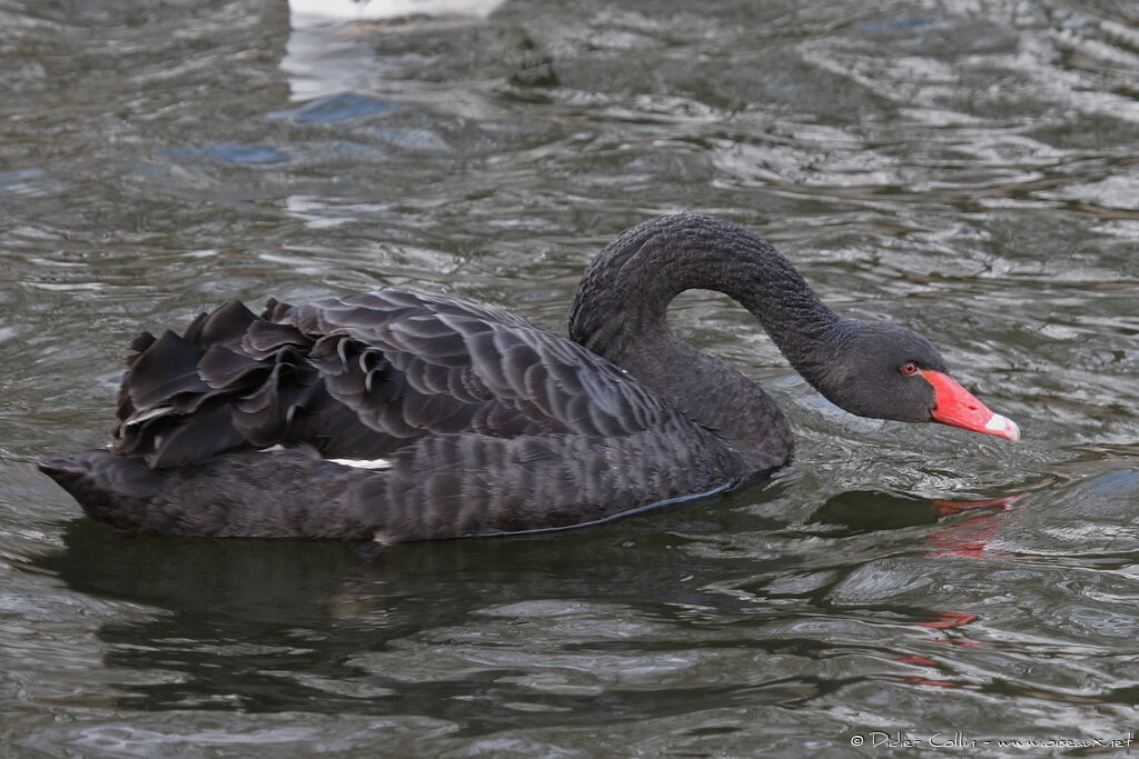 Cygne noir