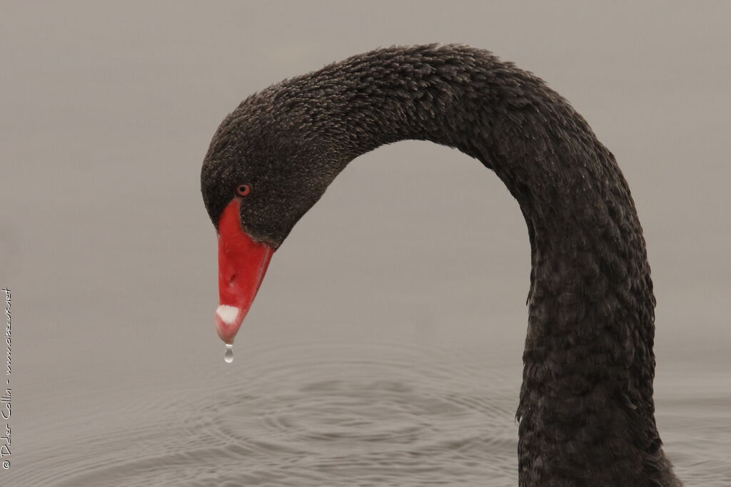 Cygne noir