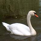 Cygne tuberculé