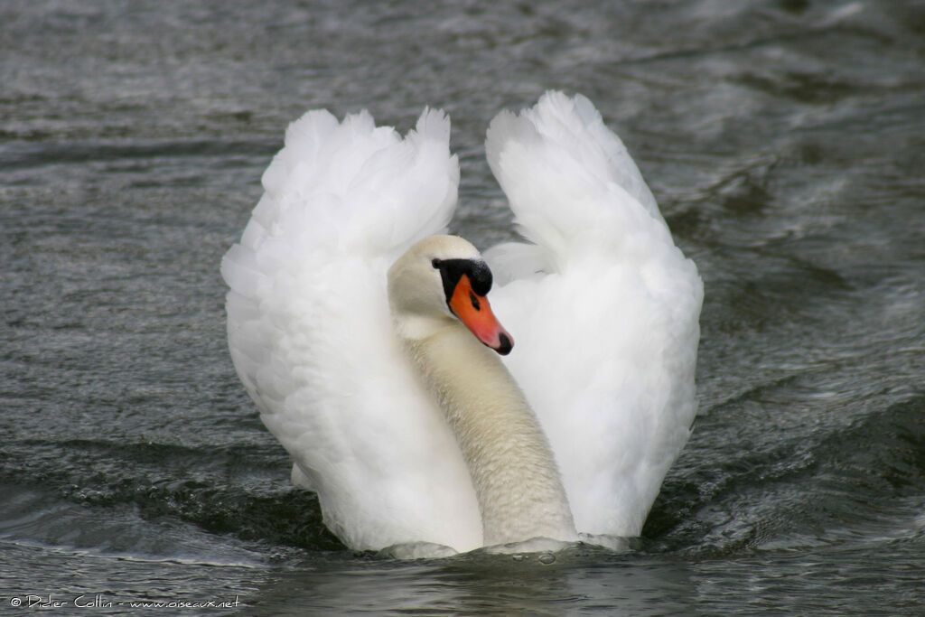 Mute Swan, identification